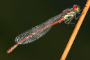 06-6422 Dew Covered Large Red Damselfly (Pyrrhosoma nymphula) Sharnberry Teesdale County Durham.